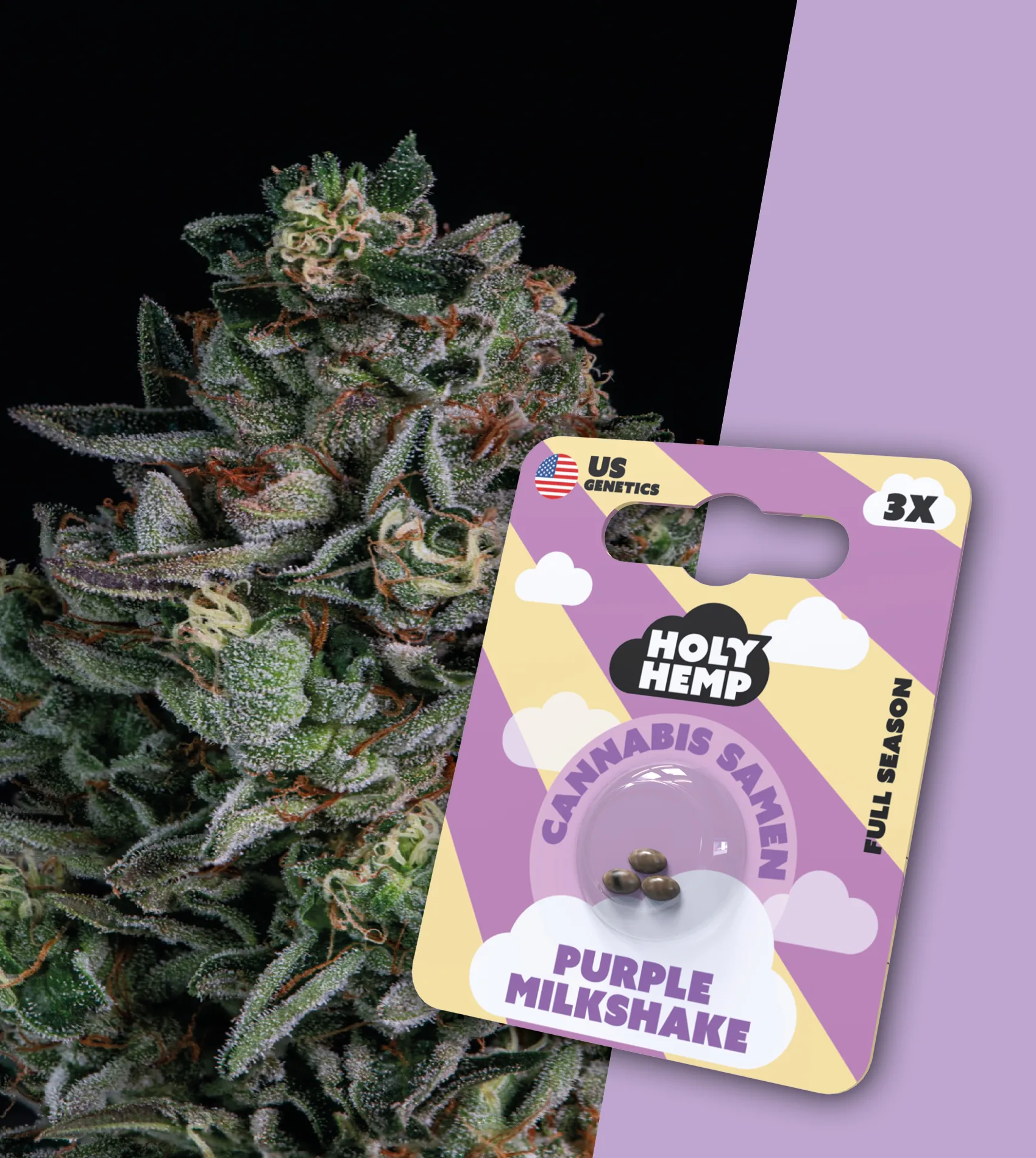 Purple Milkshake Cali Seeds (Feminisiert) von Holy Hemp (3x)