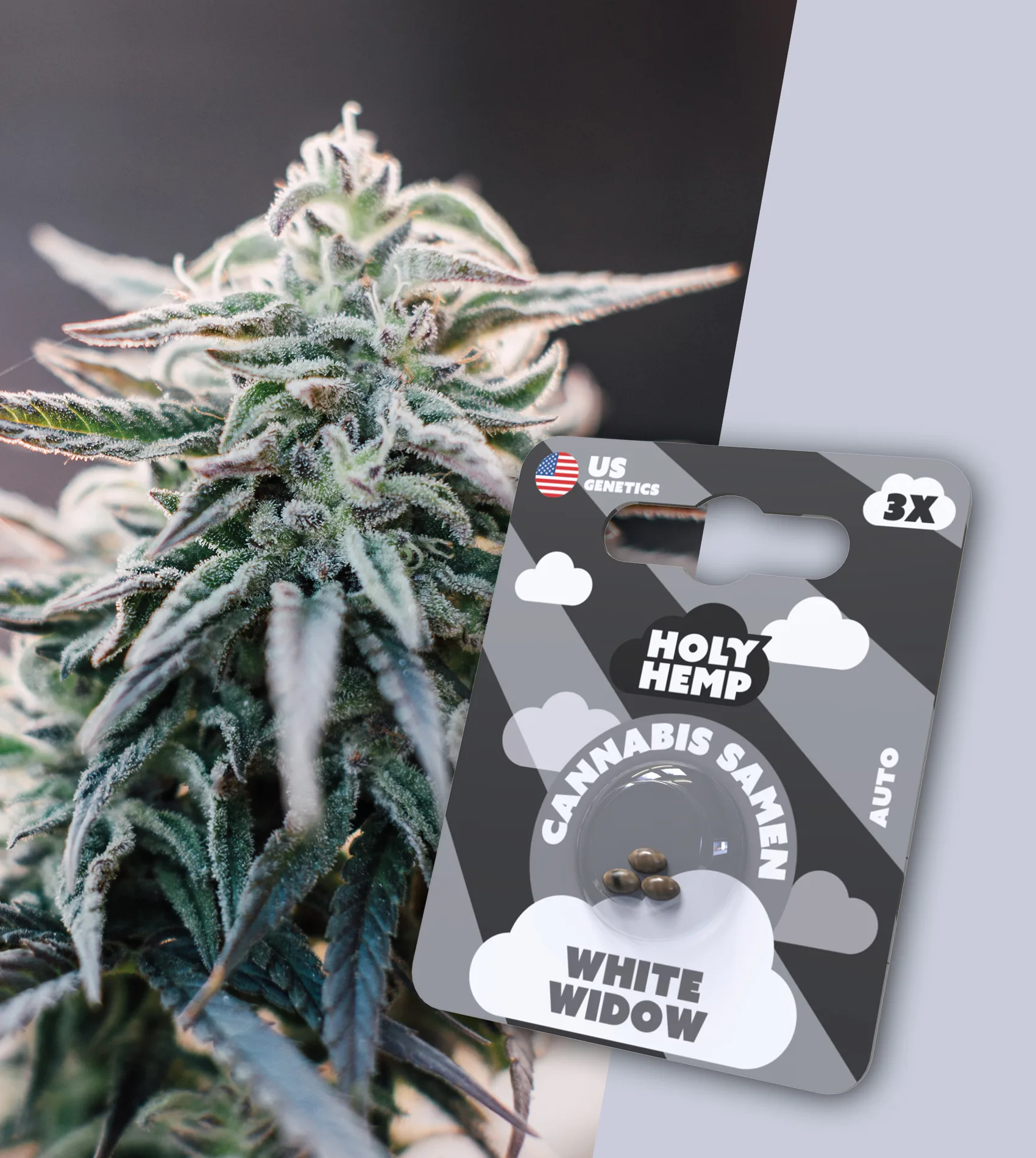 White Widow Cali Seeds (Automatic) von Holy Hemp (3x)