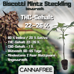 Biscotti Mintz Steckling