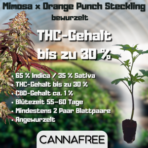 Mimosa x Orange Punch Steckling