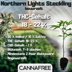 Northern Lights Steckling