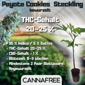 Peyote Cookies Steckling