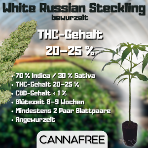 White Russian Steckling