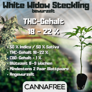 White Widow Steckling