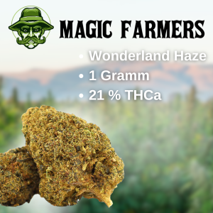 Wonderland Haze 21% THCa Blüten