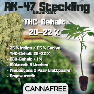 AK-47 Steckling