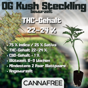 OG Kush Steckling