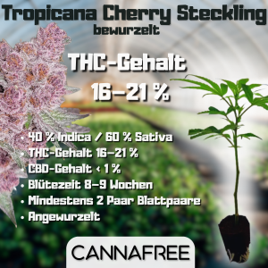 Tropicana Cherry Steckling