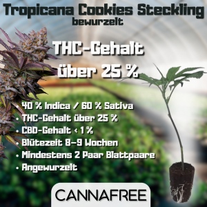 Tropicana Cookies Steckling