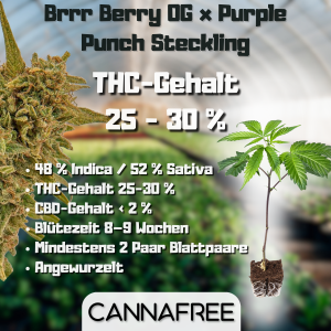 Brrr Berry OG x Purple Punch Steckling