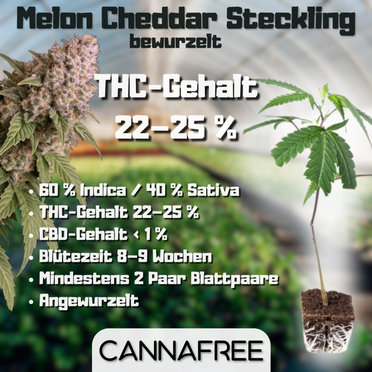 Melon Cheddar Steckling