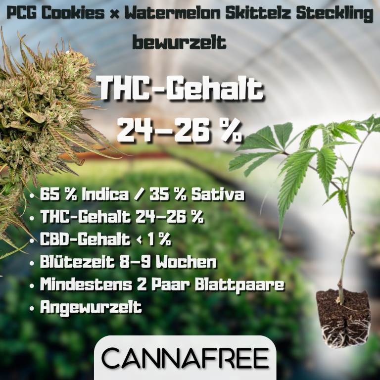 PCG Cookies x Watermelon Skittelz Steckling