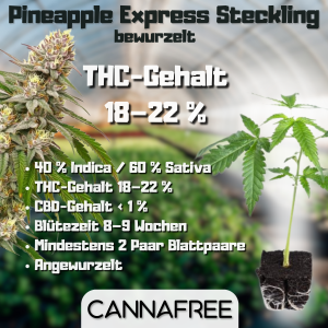 Pineapple Express Steckling