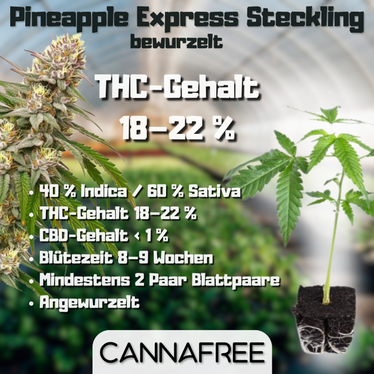 Pineapple Express Steckling