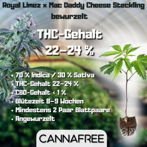 Royal Limez x Mac Daddy Cheese Steckling