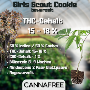 Girls Scout Cookie Steckling