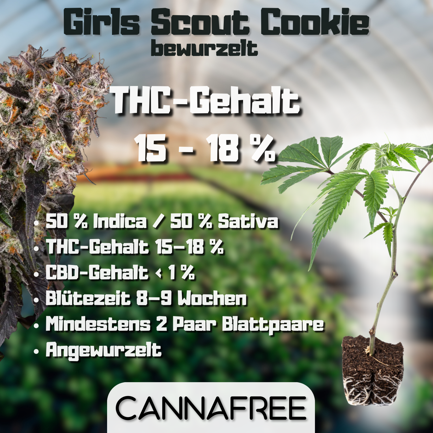 Girls Scout Cookie Steckling