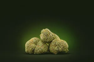 Drei dichte, harzige THCa-Blüten auf dunklem Grund